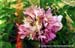 Rockii Peony: JU HUA FEN